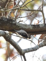 Downy Woodpecker at Bill & Deb's Neighborhood, NC