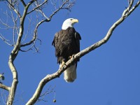 Bald Eagle at Crabtree Wetlands, Raleigh NC