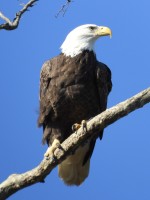 Bald Eagle at Crabtree Wetlands, Raleigh NC
