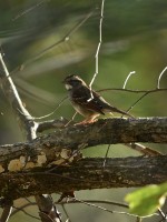 White-throated Sparrow at Crabtree Wetlands, Raleigh NC