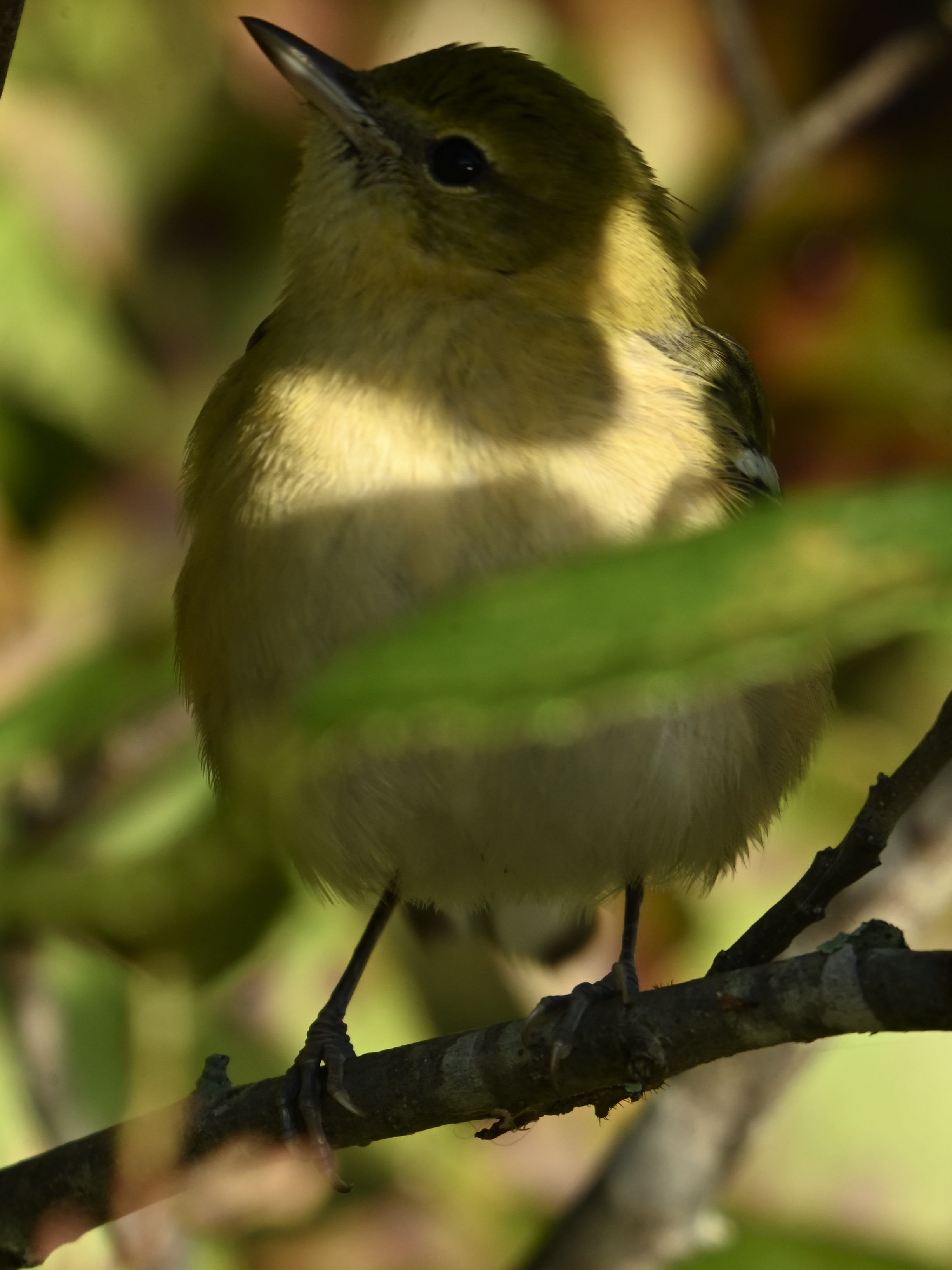 A Random Bird Photo