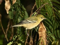 Bay-breasted Warbler at Lake Lynn, Raleigh NC