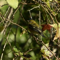 Bay-breasted Warbler at Lake Lynn, Raleigh NC