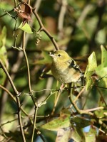 Bay-breasted Warbler at Lake Lynn, Raleigh NC