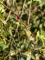 Bay-breasted Warbler at Lake Lynn, Raleigh NC