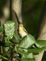 Bay-breasted Warbler at Lake Lynn, Raleigh NC