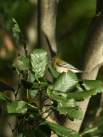 Bay-breasted Warbler at Lake Lynn, Raleigh NC