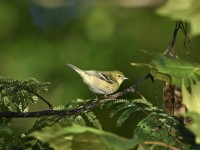 Bay-breasted Warbler at Lake Lynn, Raleigh NC