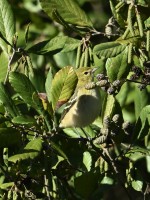 Bay-breasted Warbler at Lake Lynn, Raleigh NC