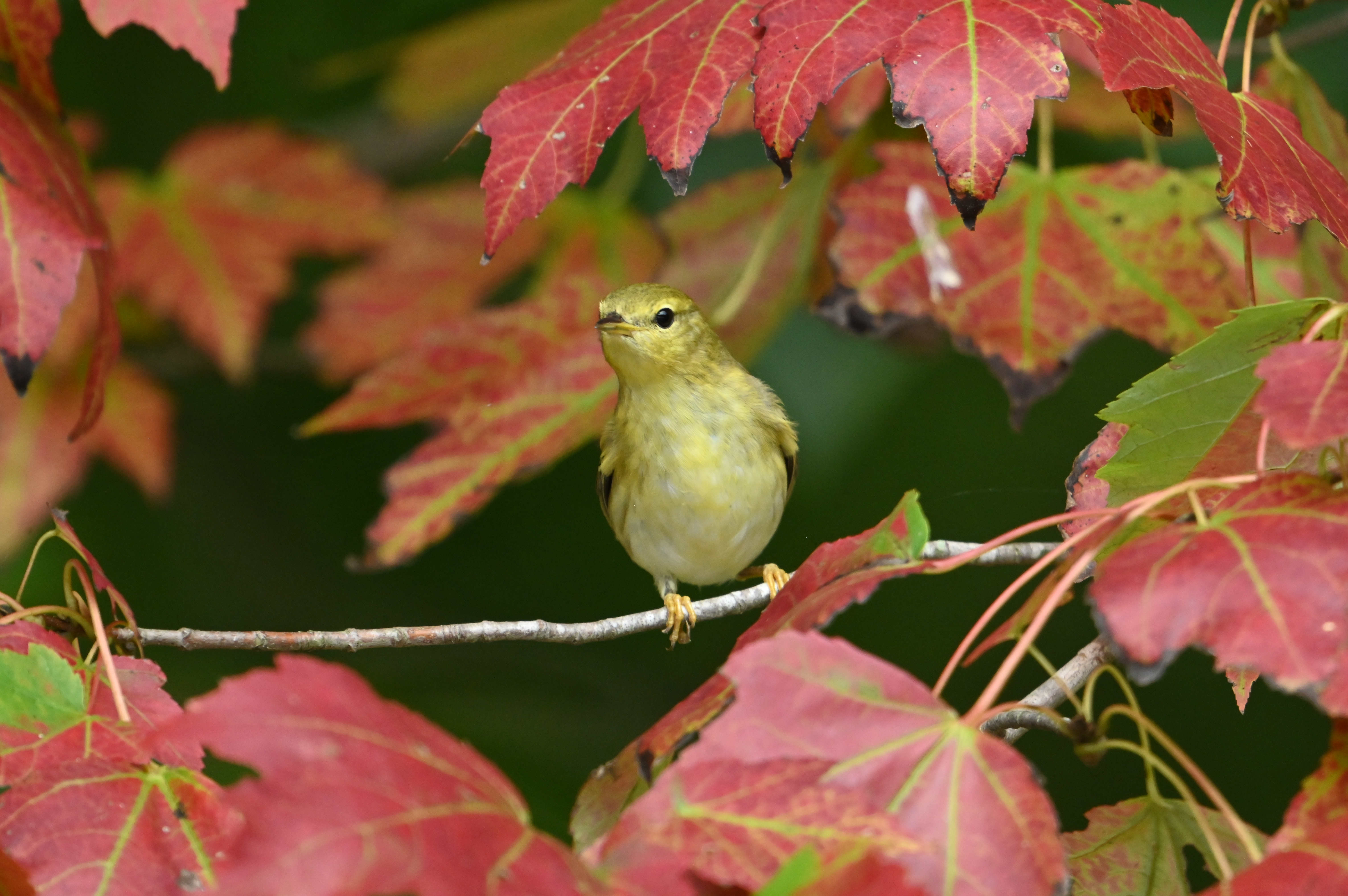 A Random Bird Photo