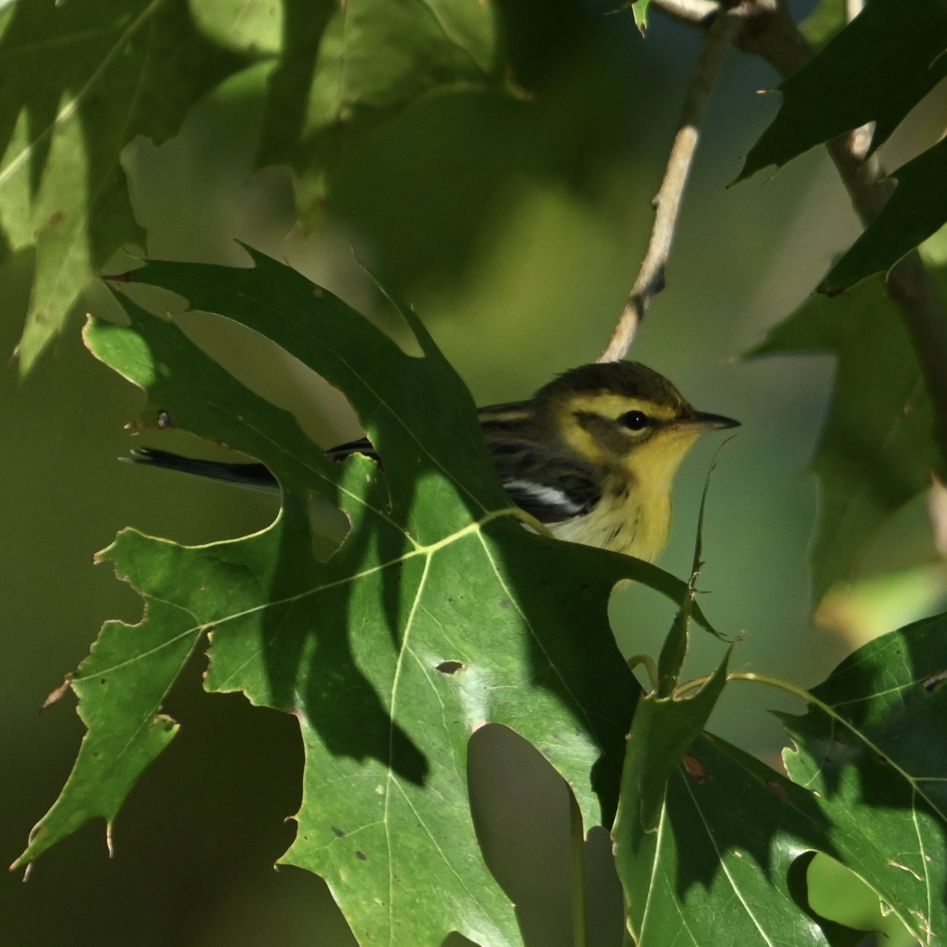 A Random Bird Photo