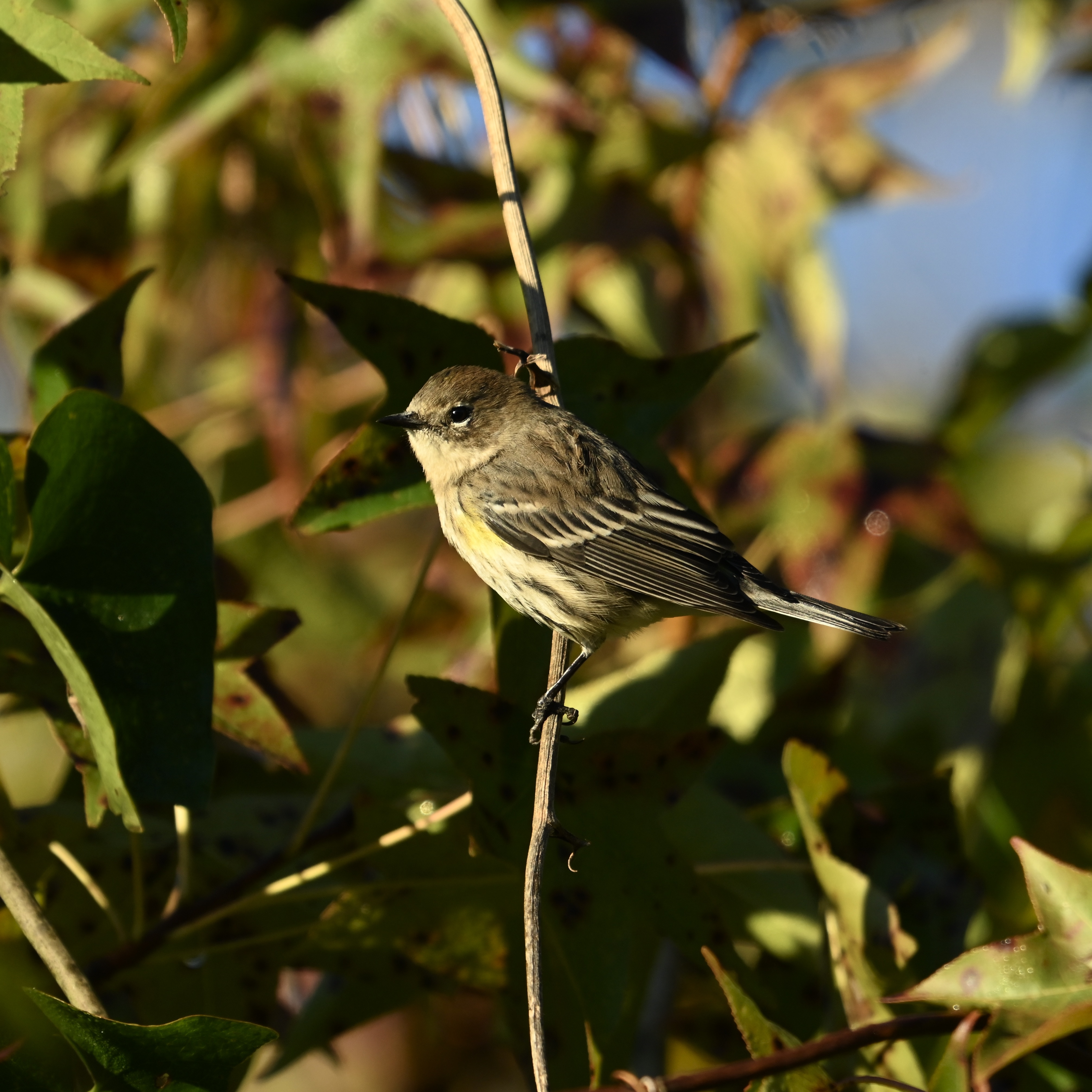 A Random Bird Photo