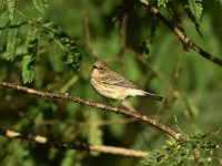 Yellow-rumped Warbler at Lake Lynn, Raleigh NC