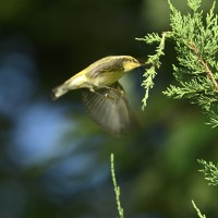 Cape May Warbler at Lake Lynn, Raleigh NC