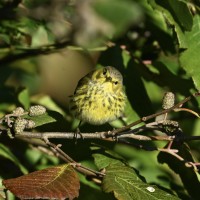 Cape May Warbler at Lake Lynn, Raleigh NC