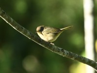 Common Yellowthroat at Lake Lynn, Raleigh NC