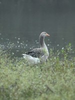 Graylag Goose at Lake Lynn, Raleigh NC