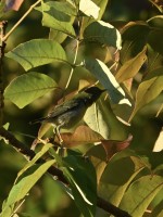Northern Parula at Lake Lynn, Raleigh NC