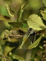 Northern Parula at Lake Lynn, Raleigh NC