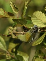 Northern Parula at Lake Lynn, Raleigh NC