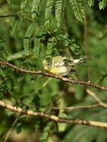 Northern Parula at Lake Lynn, Raleigh NC