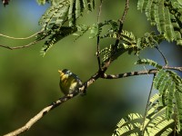 Northern Parula at Lake Lynn, Raleigh NC