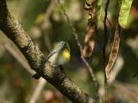 Northern Parula at Lake Lynn, Raleigh NC