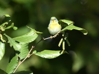 Northern Parula at Lake Lynn, Raleigh NC