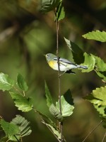 Northern Parula at Lake Lynn, Raleigh NC