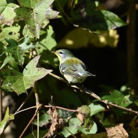 Northern Parula at Lake Lynn, Raleigh NC