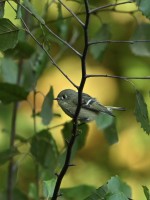 Ruby-crowned Kinglet at Lake Lynn, Raleigh NC