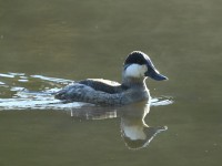 Ruddy Duck at Lake Lynn, Raleigh NC