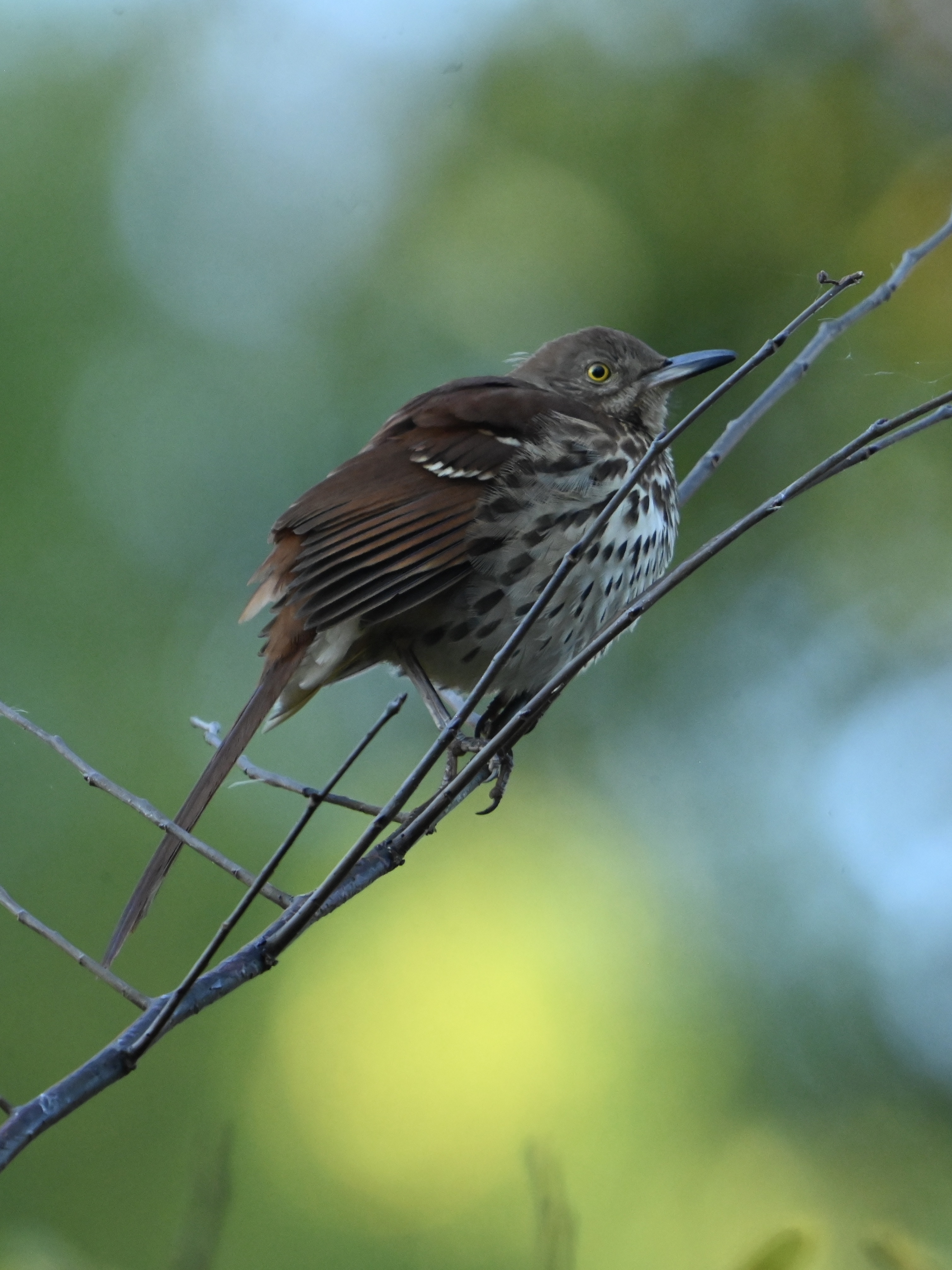 A Random Bird Photo