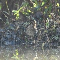 Wilson's Snipe at Lake Lynn, Raleigh NC