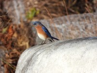Eastern Bluebird at Mid Pines Rd; Wake County, NC