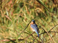 Eastern Bluebird at Mid Pines Rd; Wake County, NC