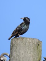 European Starling at Mid Pines Rd; Wake County, NC