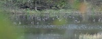 Wood Duck